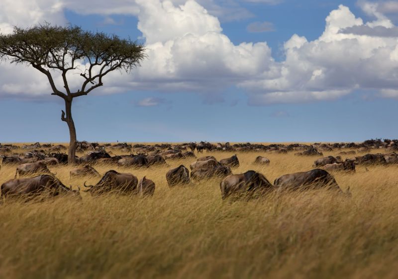Kenya's Loisaba Conservancy: Land Connected, Life Protected