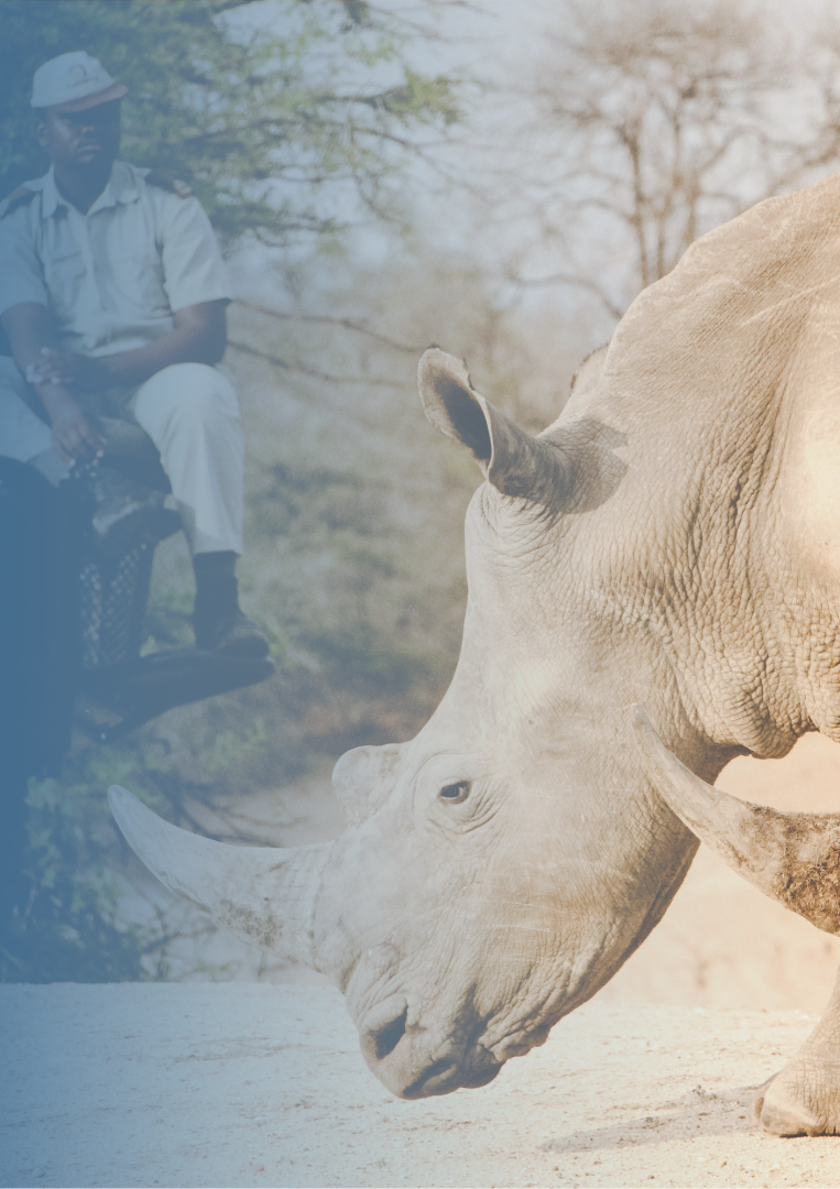 Conservation — Lantern Comitas supports conservancies, NGOs and government bodies on donor communications, storytelling and policy advocacy.