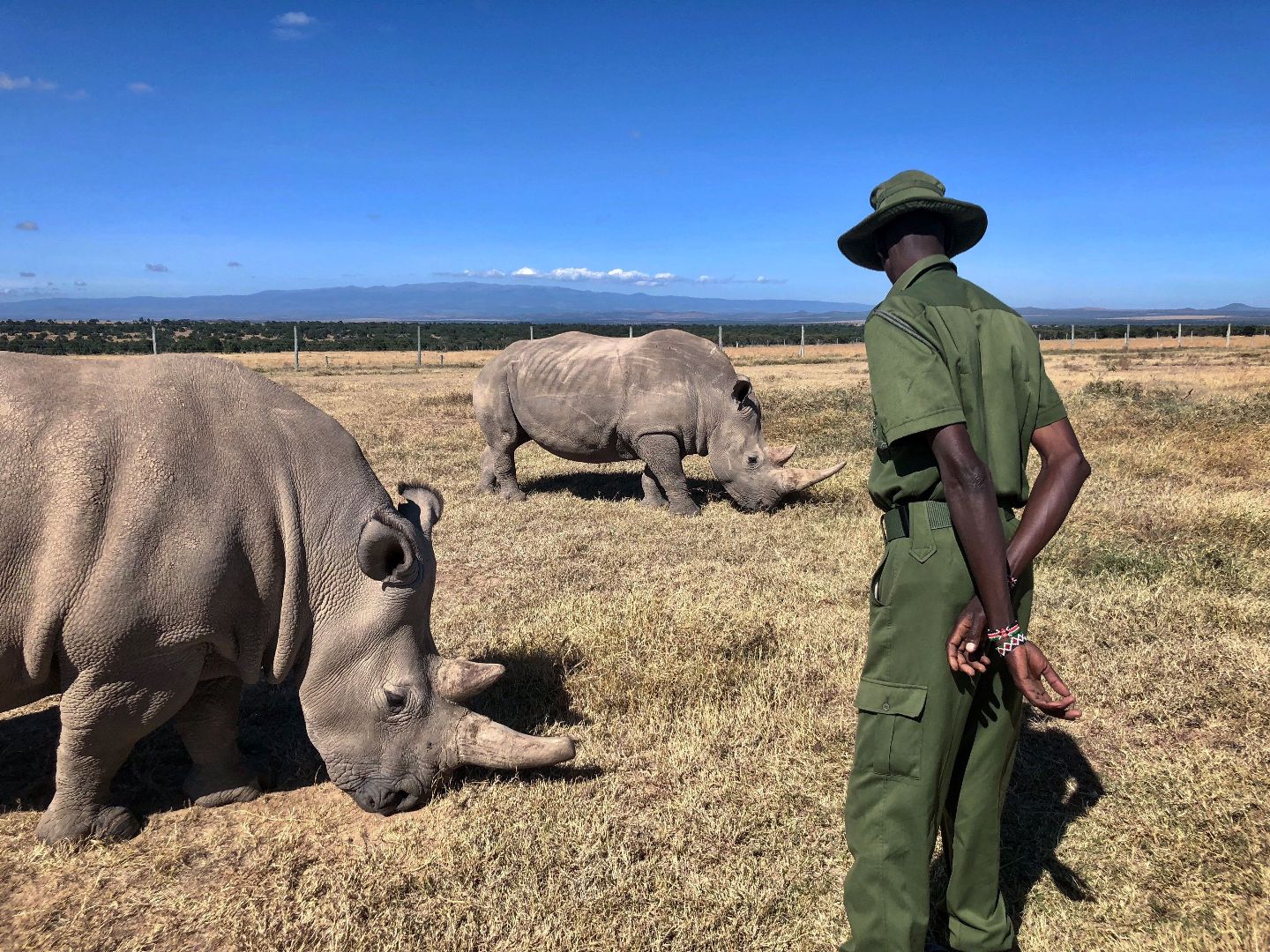 Rhino in an East African conservancy