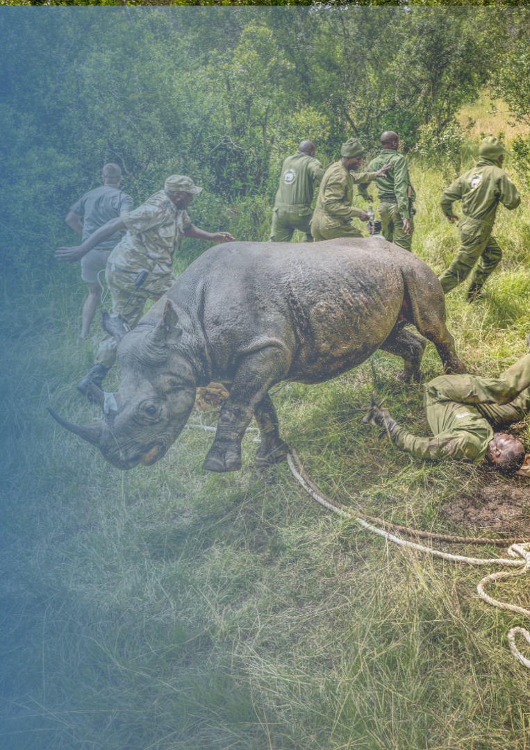 Conservation — Lantern Comitas supports African conservancies and wildlife organisations on storytelling, crisis response and advocacy.