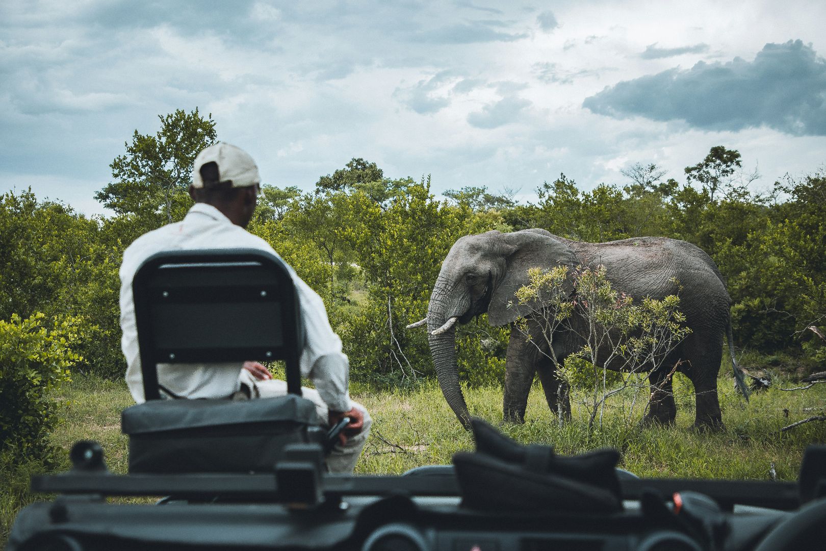 Wildlife in an East African conservancy