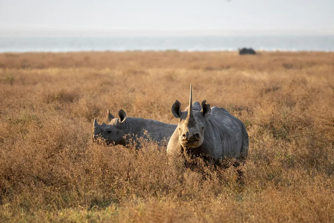 African conservation landscape and wildlife — Lantern Comitas's conservation practice.